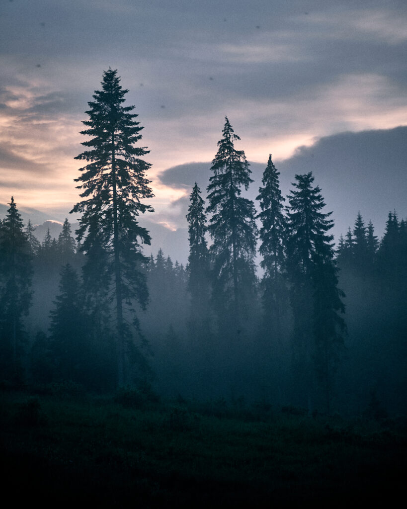 dark forest